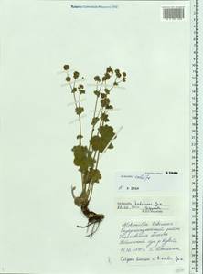 Alchemilla exilis Juz., Eastern Europe, Middle Volga region (E8) (Russia)