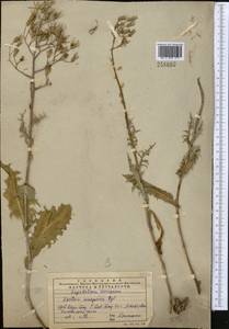 Lactuca soongarica Regel, Middle Asia, Western Tian Shan & Karatau (M3) (Kazakhstan)