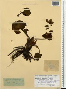 Caltha palustris var. polypetala (Hochst. ex Lorent) Huth, Caucasus, North Ossetia, Ingushetia & Chechnya (K1c) (Russia)