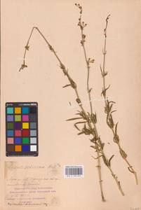 Silene sibirica (L.) Pers., Eastern Europe, Middle Volga region (E8) (Russia)