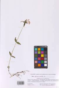 Phlox divaricata L., Eastern Europe, Moscow region (E4a) (Russia)