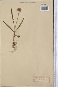 Allium wallichii var. platyphyllum (Diels) J.M.Xu, Middle Asia, Pamir & Pamiro-Alai (M2) (Kyrgyzstan)