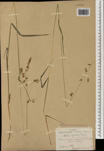 Melica turczaninowiana Ohwi, Mongolia (MONG) (Mongolia)