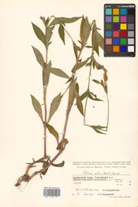 Silene latifolia subsp. alba (Mill.) Greuter & Burdet, Siberia, Russian Far East (S6) (Russia)
