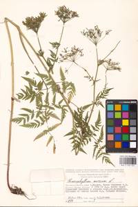 Chaerophyllum aureum L., Eastern Europe, Moscow region (E4a) (Russia)