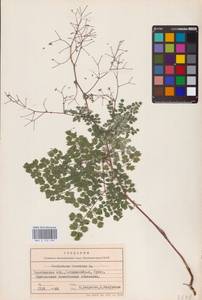 Thalictrum foetidum L., Eastern Europe, Eastern region (E10) (Russia)