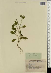 Heliotropium ellipticum Ledeb., South Asia, South Asia (Asia outside ex-Soviet states and Mongolia) (ASIA) (India)