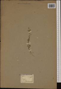Aethionema saxatile (L.) W.T. Aiton, Western Europe (EUR) (Italy)