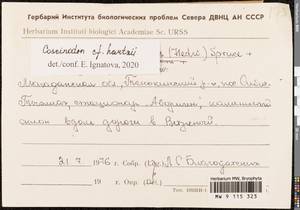 Coscinodon hartzii C.E.O. Jensen, Bryophytes, Bryophytes - Chukotka & Kamchatka (B21) (Russia)