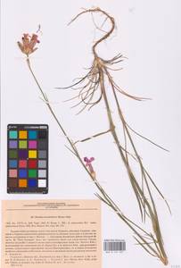 Dianthus bessarabicus (Kleopow) Klokov, Eastern Europe, South Ukrainian region (E12) (Ukraine)