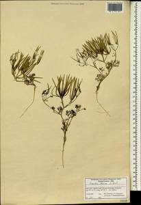 Scandix iberica M.Bieb., South Asia, South Asia (Asia outside ex-Soviet states and Mongolia) (ASIA) (Iran)