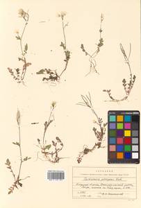 Cardamine prorepens Fisch. ex DC., Siberia, Russian Far East (S6) (Russia)