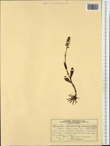 Pseudorchis albida (L.) Á.Löve & D.Löve, Western Europe (EUR) (Norway)
