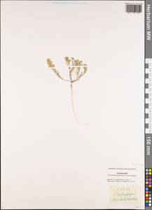 Brassicaceae, Middle Asia, Karakum (M6) (Turkmenistan)