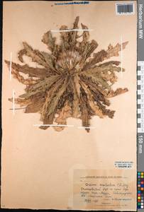 Cirsium esculentum (Siev.) C. A. Mey., Middle Asia, Northern & Central Kazakhstan (M10) (Kazakhstan)
