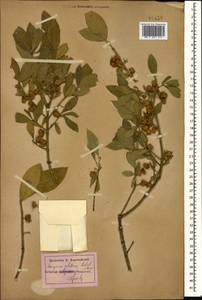 Euonymus velutinus (C. A. Mey.) Fisch. & C. A. Mey., Caucasus, Armenia (K5) (Armenia)