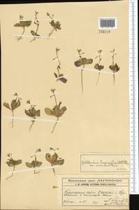 Goldbachia laevigata (M.Bieb.) DC., Middle Asia, Syr-Darian deserts & Kyzylkum (M7) (Kazakhstan)