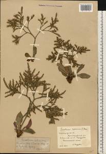 Goniolimon tataricum (L.) Boiss., Eastern Europe, Lower Volga region (E9) (Russia)