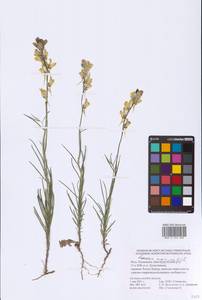 Linaria macroura (M. Bieb.) M. Bieb., Eastern Europe, Lower Volga region (E9) (Russia)