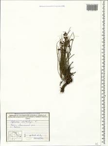 Ephedra distachya L., Crimea (KRYM) (Russia)