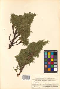 Juniperus chinensis var. sargentii A.Henry, Siberia, Russian Far East (S6) (Russia)