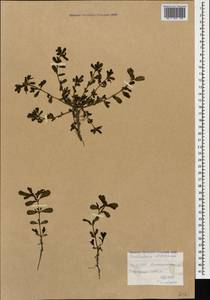 Portulaca oleracea L., Caucasus, Armenia (K5) (Armenia)