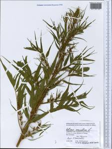 Datisca cannabina L., Middle Asia, Pamir & Pamiro-Alai (M2) (Uzbekistan)