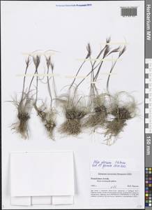 Stipa glareosa P.A.Smirn., Siberia, Altai & Sayany Mountains (S2) (Russia)