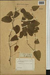 Smilax excelsa L., Western Europe (EUR) (Not classified)