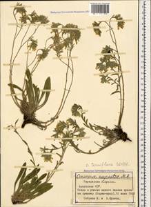 Onosma tenuiflora Willd., Caucasus, Armenia (K5) (Armenia)