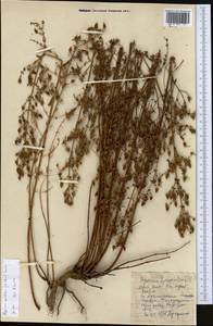 Hypericum elongatum subsp. apiculatum N.K.B. Robson, Middle Asia, Western Tian Shan & Karatau (M3) (Kyrgyzstan)