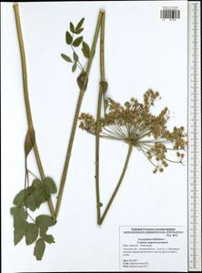 Laserpitium latifolium L., Eastern Europe, Central region (E4) (Russia)