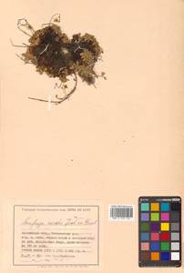 Micranthes merkii subsp. merkii, Siberia, Chukotka & Kamchatka (S7) (Russia)