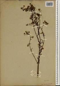 Symphyotrichum subulatum (Michx.) G. L. Nesom, South Asia, South Asia (Asia outside ex-Soviet states and Mongolia) (ASIA) (Estonia)