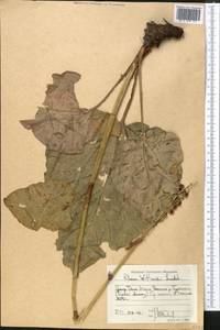 Rheum wittrockii Lundstr., Middle Asia, Northern & Central Tian Shan (M4) (Kyrgyzstan)