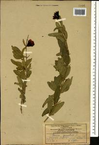 Punica granatum L., Caucasus, Azerbaijan (K6) (Azerbaijan)