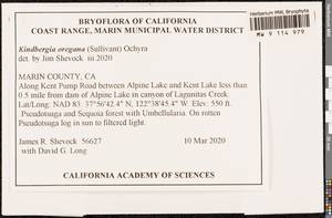 Kindbergia oregana (Sull.) Ochyra, Bryophytes, Bryophytes - America (BAm) (United States)