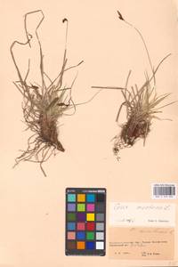 Carex montana L., Eastern Europe, Eastern region (E10) (Russia)