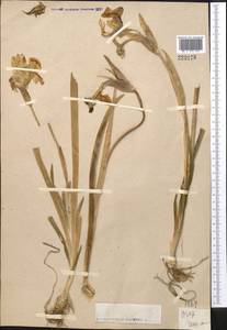 Iris stolonifera Maxim., Middle Asia, Karakum (M6) (Turkmenistan)