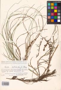 Carex colchica J.Gay, Eastern Europe, Lower Volga region (E9) (Russia)