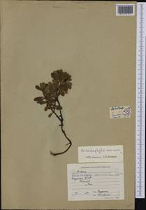 Arctostaphylos uva-ursi (L.) Spreng., Siberia, Yakutia (S5) (Russia)