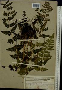 Dryopteris cristata (L.) A. Gray, Eastern Europe, Volga-Kama region (E7) (Russia)