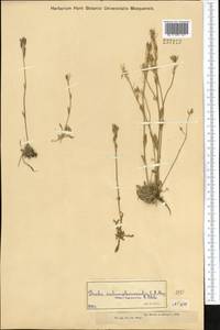 Draba subamplexicaulis C.A. Mey., Middle Asia, Dzungarian Alatau & Tarbagatai (M5) (Kazakhstan)