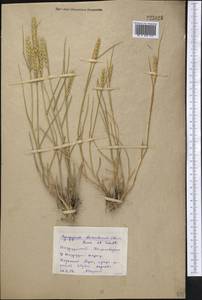 Agropyron desertorum (Fisch. ex Link) Schult., Middle Asia, Northern & Central Kazakhstan (M10) (Kazakhstan)