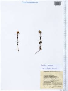 Pedicularis labradorica Wirsing, Siberia, Baikal & Transbaikal region (S4) (Russia)