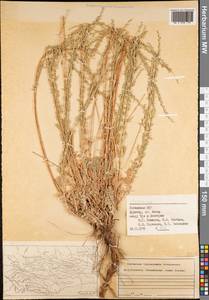 Artemisia, Middle Asia, Pamir & Pamiro-Alai (M2) (Uzbekistan)