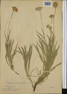 Lomelosia graminifolia (L.) Greuter & Burdet, Western Europe (EUR) (Italy)