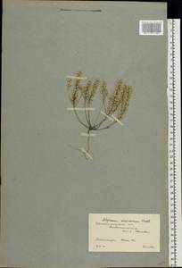 Alyssum turkestanicum Regel & Schmalh. ex Regel, Eastern Europe, Lower Volga region (E9) (Russia)