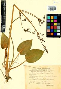 Alisma plantago-aquatica L., Siberia, Baikal & Transbaikal region (S4) (Russia)