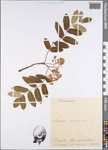 Sorbus aucuparia L., Eastern Europe, Estonia (E2c) (Estonia)